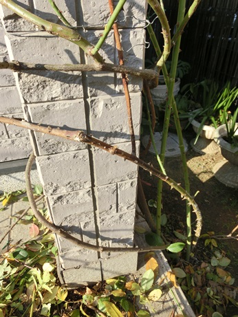 CIMG0887.jpg