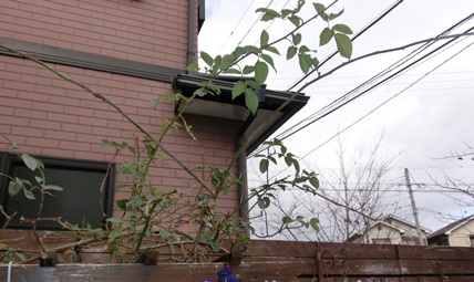 CIMG0917.jpg