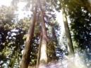 景徳院樹の蔭画像0218