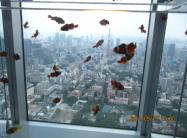 LIMG_1076_convert_20110920220646アクアリウム