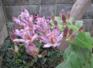 IMG_1209_convert_20111020112413ほととぎすB