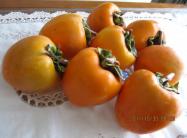 1IMG_1248_convert_20111030102208柿