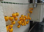 4IMG_1253_convert_20111030103107柿
