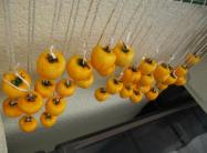 5IMG_1254_convert_20111030103513柿