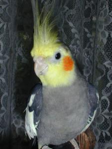 nor_cock.jpg