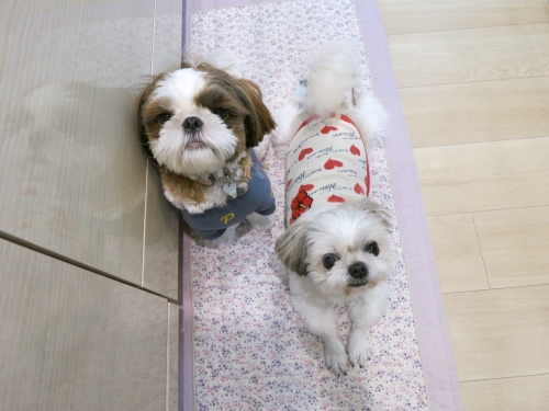 未来と華