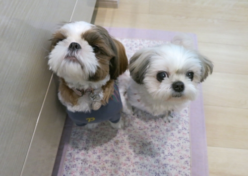 今日のふたり