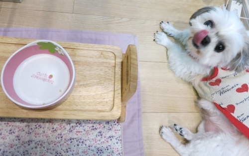 食後の華ちゃん