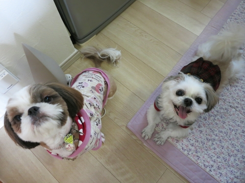未来と華