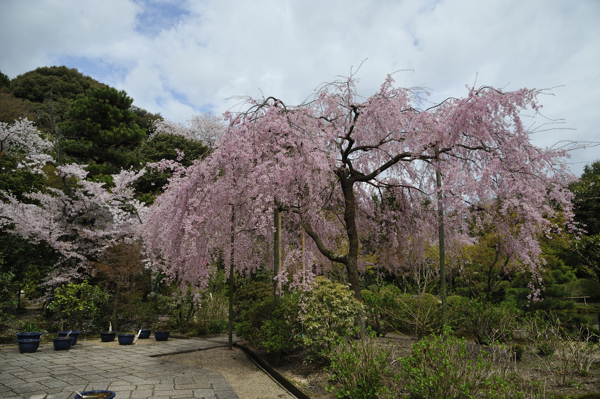 法金剛院