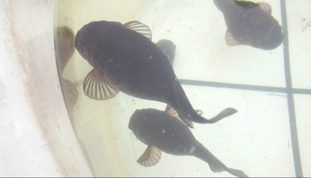 ごっこ