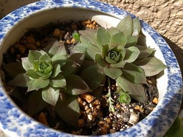 IMAG0488.jpg