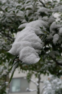 雪