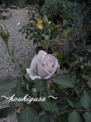 R0019530.jpg