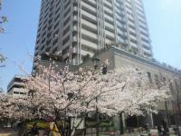 桜 2012年 満開です