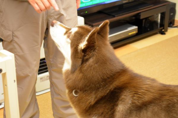 DSC_0429_convert_20130206182003.jpg
