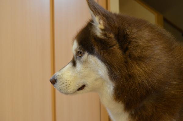 DSC_0622_convert_20130211193248.jpg