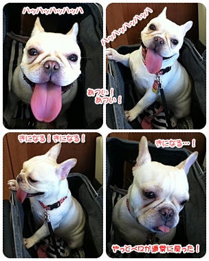 20110910shira3.jpg