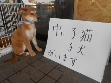 いば犬にて③