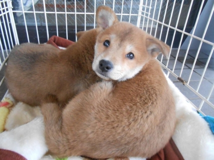 12・いば犬①