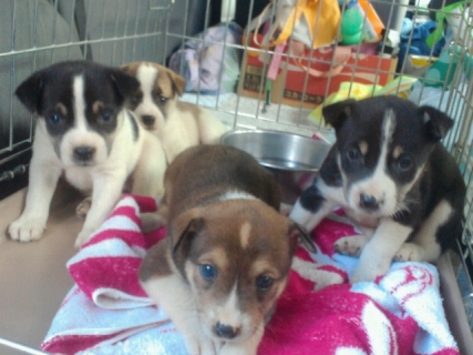 10月7日 8兄弟 子犬
