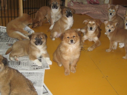 子犬