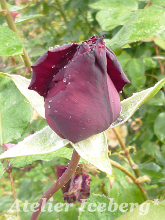 keiseirose_08.jpg