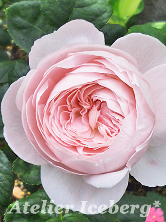 rose2013_101.jpg