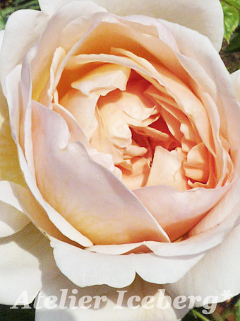 rose2013_301.jpg