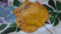 DSC00778.jpg