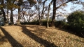 DSC00781.jpg