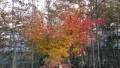DSC00782.jpg