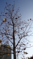 DSC00784.jpg