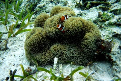 DSCF3176.jpg