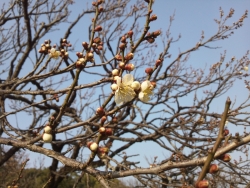 ume_20140205234542659.jpg