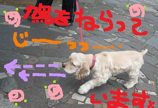 鳩大好き