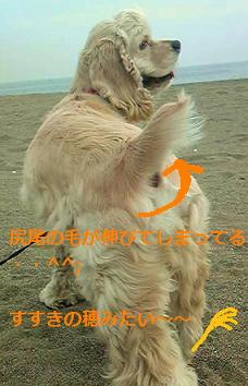 尻尾の毛が伸びて