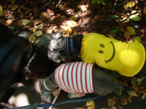 DSC07518.jpg