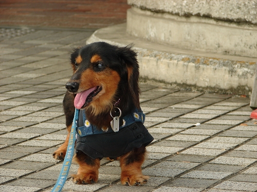 DSC07996.jpg