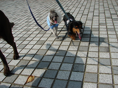 DSC08000.jpg