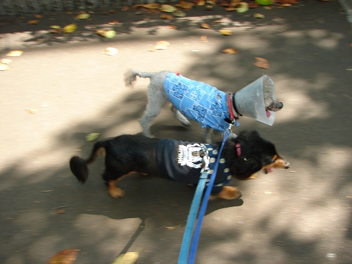 DSC08010.jpg