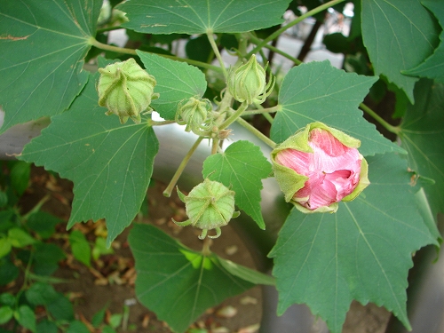 DSC08014.jpg