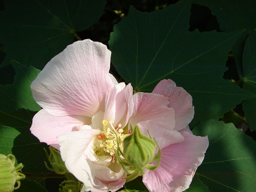 DSC08017.jpg