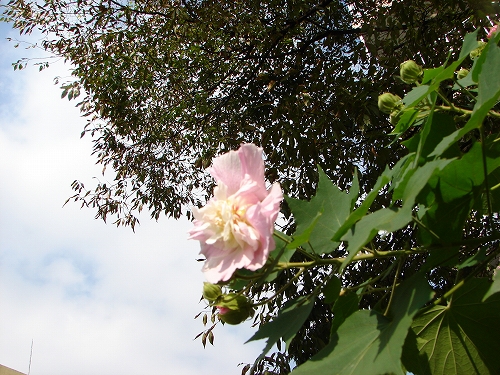 DSC08018.jpg