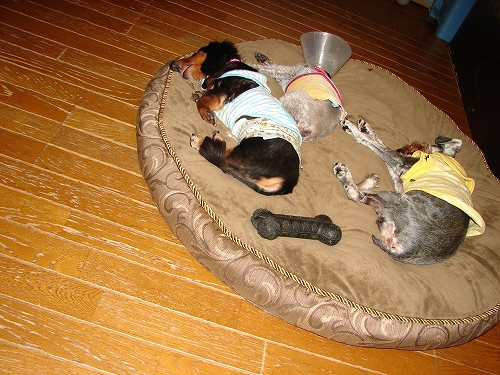 DSC08038.jpg