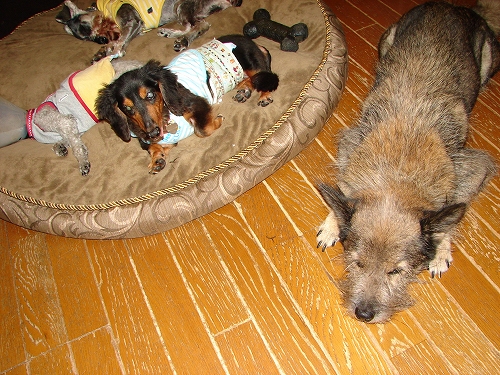 DSC08042.jpg