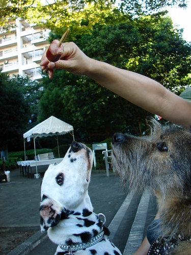 DSC08064.jpg