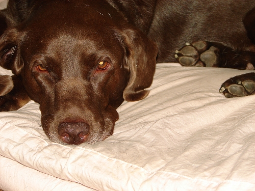 DSC08095.jpg