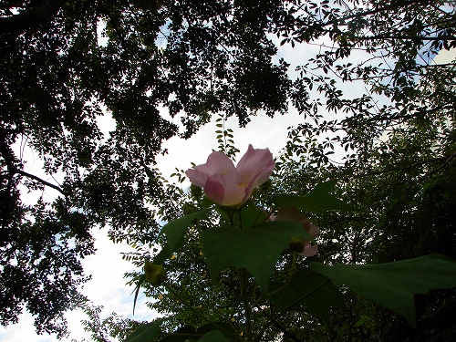 DSC08125.jpg