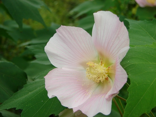 DSC08130.jpg